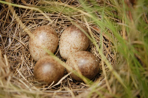 Four Light Brown Mottled Eggs Possible Lark Nest Seen — Stock Photo, Image