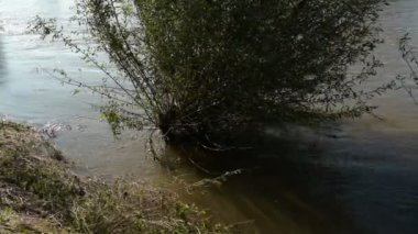 Sa-ne@-@ et-Loire 'deki Loire Nehri' nin yüksek seviyesi, taşan kıyıları ve taşan ağaçları