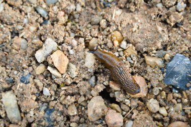 İspanyol sümüklüböceği taşlı zeminde ilerliyor