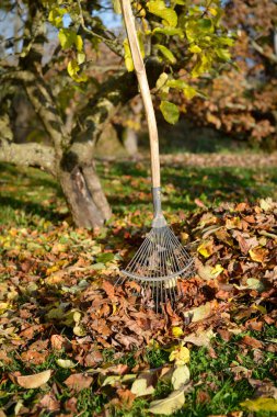 Sonbaharda çimenlikteki bir ağacın eteğindeki ölü yaprakların arasındaki tırmık ya da yaprak süpürgesinin dikey görüntüsü