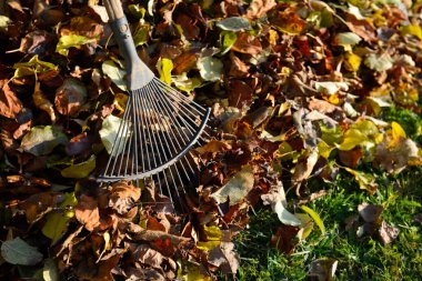 Sonbaharda çimenlikteki bir ağacın dibindeki ölü yaprakların ortasında tırmık ya da yaprak süpürgesi. Yakın çekim.
