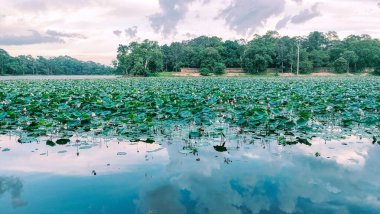 Çiçekli ve yemyeşil Toprakları olan huzurlu Lotus Göleti