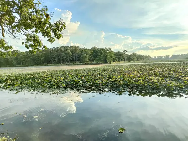 Angkor Wat Tapınağının çevresindeki Lotus Gölü