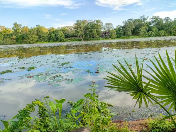 Angkor Wat Tapınağının çevresindeki Lotus Gölü