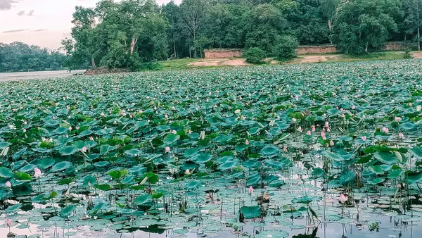 Çiçekli ve yemyeşil Toprakları olan huzurlu Lotus Göleti