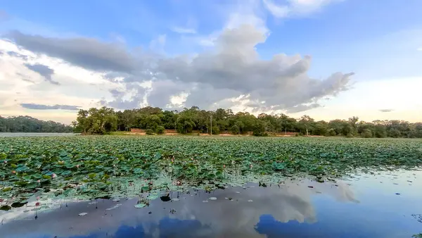 Lotus Göleti ve Ormanının Dramatik Gökyüzü Altındaki Manzarası