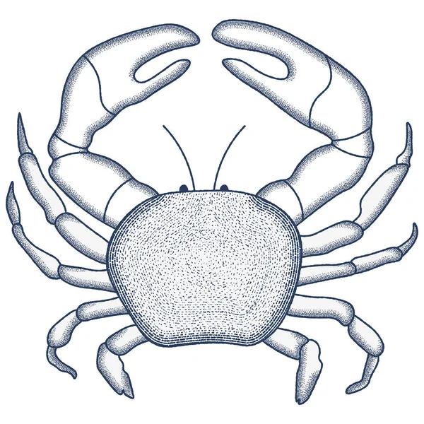 Crab Engraving Illustration Jahrgangs Vektorillustration — Stockvektor