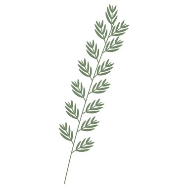 Yeşil yapraklı ince dal. Beyaz arkaplan üzerinde vektör düz illüstrasyon