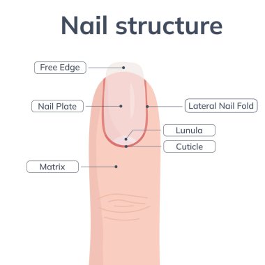İnsan tırnağı anatomisinin etiketli kısımlarını gösteren eğitici tıbbi çizimler arasında matris tırnak tırnağı plakası ve serbest kenar da var..