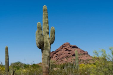 Saguaro Kaktüsü, papago parkında güneşli bir günde, kızıl bir dağ sırasının önünde.