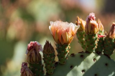 Arizona, Phoenix yakınlarındaki Sonoran Çölü 'nün sıcak güneşinde yakalanan canlı çiçeklerle dikenli bir armut kaktüsünün (Opuntia) yakın çekimi. Kaktüs dikenlerinin ve renkli çiçeklerin karmaşık ayrıntıları güzelliği vurgular.