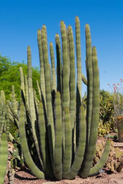 Bir dik organ boru kaktüsü (Stenocereus thurberi) çöl manzarasında açık mavi bir gökyüzüne karşı dimdik durur. Bu ikonik kaktüs türünün yemyeşil sütunları, çöl bitkileri ve kumlu topraklarla çevrili kurak ortamda gelişir..