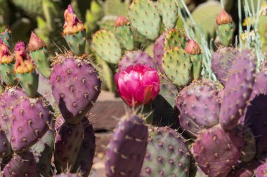 Armut kaktüsü (Opuntia) canlı mor ve turuncu çiçeklerle bezenmiş, kendine özgü mor ve yeşil pedlerine dayanır. Bu resim kaktüsün canlı renklerini ve keskin dokularını vurgular, çöl bitkisinin eşsiz güzelliğini gösterir.