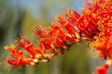 Çiçek açan canlı bir ocotillo (Fouquieria splendens), dikenli gövdesinin ucunda çarpıcı kırmızı-turuncu çiçek kümeleri bulunur. Canlı çiçekler, bu ikonik çölün eşsiz güzelliğini vurgulayan yumuşak bir çöl arka planında göze çarpıyor. 