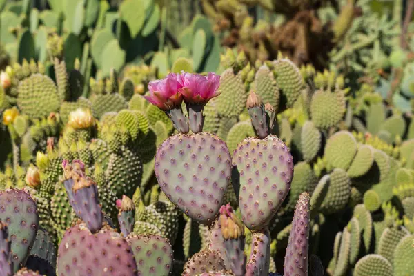 Canlı bir armut kaktüsü (Opuntia), yeşil ve mor renkli pedlerinin üzerinde açan büyüleyici mor çiçeklerle. Arka planda, Sonoran Çölü 'nün eşsiz ekosisteminin yemyeşil ve renkli bir tasvirini oluşturan bir dizi çöl bitkisi görülüyor..