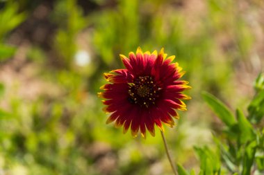 A close-up of a vibrant Indian blanket flower (Gaillardia pulchella) in full bloom, featuring deep red petals with yellow tips. The flower stands out beautifully against the blurred green foliage and sunlight, capturing the essence of Arizona's wildf clipart