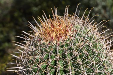 Bir fıçı kaktüsünün (Ferocactus) yakın plan çekimi onun karmaşık dikenlerini ve canlı yeşil yüzeyini vurgular. Kaktüsün altın kırmızısı tacı keskin dikenlerine çarpıcı bir tezat ekliyor ve Arizona 'nın çöl bitkisinin engebeli güzelliğini gözler önüne seriyor..