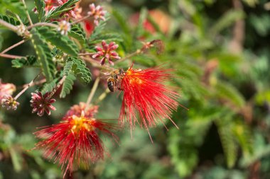 Bir Peri Duster (Calliandra eriophylla) bitkisinin canlı bir yakın çekimi narin, kırmızı tüylü çiçeklerini sergiliyor. Arizona 'nın bu doğal çöl çalısı kurak arazilerde gelişerek arılar ve sinekkuşları gibi tozlaştırıcıları kendine çekiyor. Karmaşık çiçekler.