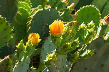 Arizona çöl güneşinde güneşlenen parlak sarı çiçeklerle süslenmiş bir Armut Kaktüsü 'nün (Opuntia) yakın çekim görüntüsü. Narin çiçekler dikenli yeşil pedlerle çok güzel tezat oluşturuyor. Çöl bitkilerinin dayanıklılığını ve güzelliğini sergiliyor.