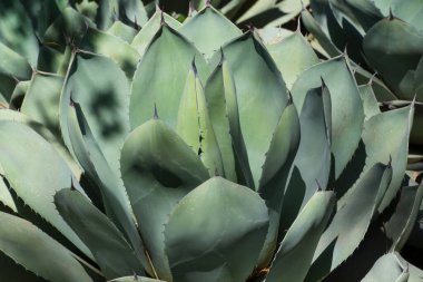 Arizona çölünde gelişen bir agave bitkisinin detaylı bir görüntüsü. Bitkinin keskin kenarlı, yeşil yaprakları kurak koşullarda doğal zarafetini ve esnekliğini gösteren simetrik bir roset oluşturuyor. Genellikle çöl bahçelerinde ve manzaralarda bulunur.