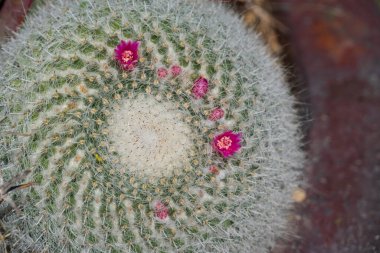 Arizona 'nın engebeli çöl ortamına karşı küçük pembe çiçeklerle süslenmiş bir Mammillaria kaktüsünün büyüleyici yakın çekimi. Kaktüs dikenlerinin karmaşık spiral deseni doğal simetrisini vurgular. Titreşen çiçekler ise bir miktar c ekler.