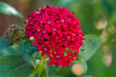 A striking cluster of red Pentas flowers thriving in an Arizona desert garden. This close-up highlights the vivid red petals and tiny star-shaped blooms, contrasting beautifully against lush green foliage. A perfect showcase of the vibrant and colorf clipart