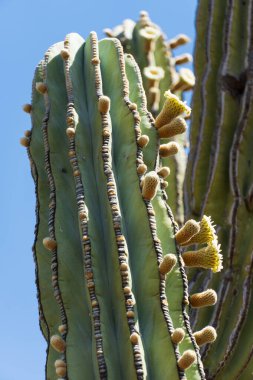 Kardon kaktüsünün yakın plan görüntüsü. Kaburgalı yapısını parlak sarı çiçeklerle süslüyor. Kaktüsün omurgalarının ve çiçeklerinin karmaşık ayrıntıları berrak mavi gökyüzünün arka planına dayanır, dayanıklılığı ve güzelliği vurgular.