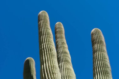 Bir saguaro kaktüsünün çarpıcı bir görüntüsü, güçlü kollarını canlı mavi gökyüzünün arka planına karşı sergiliyor. Sonoran Çölü 'ne özgü bu ikonik çöl bitkisi kurak ortamlara uyum ve dayanıklılığın bir sembolüdür. Yumuşak gr