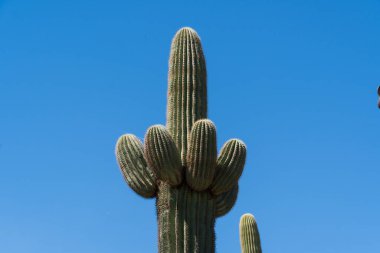 Tanınmış bir saguaro kaktüsü, sembolik yapısını ve dikenlerini gözler önüne seren canlı bir mavi gökyüzünün altında dimdik ayakta duruyor. Çöl manzarasının bu çarpıcı sembolü Arizona 'nın kurak güzelliğinin özünü yakalıyor..