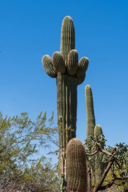 Uzun bir saguaro kaktüsünün yakından görüntüsü, kolları yukarı doğru uzanan parlak mavi bir gökyüzünün altında. Çöl bitkileriyle çevrili bu ikonik bitki kurak Arizona manzarasının doğal güzelliğini somutlaştırıyor..
