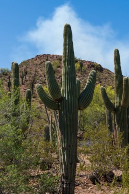 Önde gelen bir saguaro kaktüsünün nadide çöl bitkisinin ortasında dimdik durduğu çarpıcı bir çöl manzarası. Arkadaki kayalık tepe ve parlak mavi gökyüzü bu klasik Arizona manzarasını tamamlıyor..