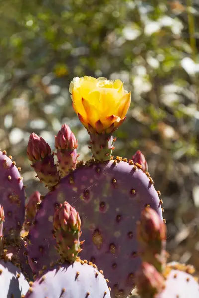 Armut kaktüsünün (Opuntia) yakın planında mor renkli pedlerinin üzerinde açan parlak sarı bir çiçek yer alır. Çiçeğin narin taç yaprakları kaktüsün zengin renkleriyle çok güzel tezat oluşturuyor.