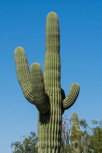 Yüksek bir saguaro kaktüsü (Carnegiea gigantea) parlak mavi Arizona gökyüzüne karşı dimdik durur. Çoklu kolları ve dokulu yeşil yüzeyi ile ikonik kaktüs Arizona çölünün kalıcı güzelliğini ve görkemini temsil eder..