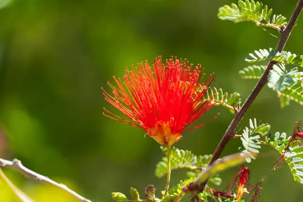 Bir Peri Duster (Calliandra eriophylla) çiçeğinin çarpıcı bir yakın çekimi, canlı kırmızı tüylü çiçeği yemyeşil bir arkaplanda duruyor. Arizona 'nın bu doğal çöl bitkisi kurak araziye biraz parlaklık katarak tozlaştırıcıları kendine çekiyor.