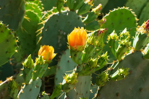 Arizona çöl güneşinde güneşlenen parlak sarı çiçeklerle süslenmiş bir Armut Kaktüsü 'nün (Opuntia) yakın çekim görüntüsü. Narin çiçekler dikenli yeşil pedlerle çok güzel tezat oluşturuyor. Çöl bitkilerinin dayanıklılığını ve güzelliğini sergiliyor.