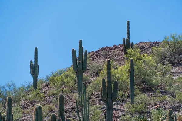 Parlak mavi bir gökyüzüne karşı kurulmuş muhteşem bir tepe manzarası, yüksek saguaro kaktüsüyle (Carnegiea gigantea) benekli. Sonoran Çölü 'ne özgü bu görkemli çöl bitkileri Arizona' nın kurak manzaralarının engebeli güzelliğini sembolize ediyor..