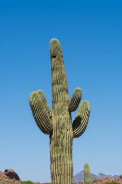 Saguaro kaktüsü Arizona semalarına doğru uzanıyor.