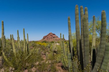 Arizona çölünde bir grup organ boru kaktüsü uzun sapları açık mavi gökyüzüne doğru uzanıyor. Manzara, çöldeki bitki örtüsüyle çarpıcı bir tezat oluşturan engebeli dağları barındırıyor..