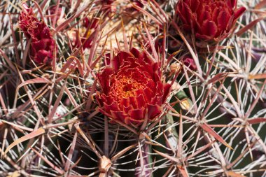 Tepesinde canlı kırmızı çiçekler açan, dikenli yeşil kaktüs iğneleriyle çevrili bir fıçı kaktüsünün yakın çekimi..
