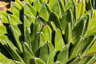 Agave americana kaktüsünün yakın çekimi, roset deseni ve etli, kalın yeşil yapraklarıyla tanınır. Yapraklar beyazla çizilmiş, çarpıcı bir görsel karşıtlık yaratıyor. Bu bitki kuru, çöl koşullarında gelişir ve genellikle güneyde bulunur.