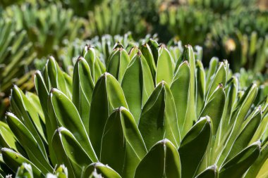 Bir Agave americana bitkisinin yakın plan çekimi, kendine özgü rosette yapısını ve sivri, etli yeşil yapraklarını gösteriyor. Yaprakların sivri uçlu beyaz kenarları var, bu çölün tipik suları. Kurak ortamlarda gelişmesiyle tanınan tarım,