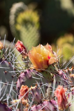 Arizona 'nın Sonoran Çölü' nün berrak mavi gökyüzünün altında açan parlak sarı dikenli bir armut kaktüsü. Bitkinin canlı çiçekleri yeşil yastıklara karşı durarak kurak manzaraya bir renk patlaması ekliyor. Çöl güneşi batıyor, parlıyor