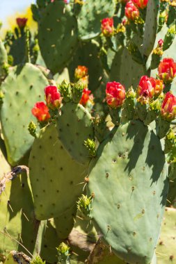 Dikenli Armut Kaktüsü (Opuntia) Arizona 'nın çöl manzarasının arka planında çarpıcı kırmızı çiçeklerini sergiler. Kaktüsün yeşil pedleri dikenlerle kaplıdır, bu da ona karakteristik bir dikenli görüntü verir. Çiçekler açarken, onlar...