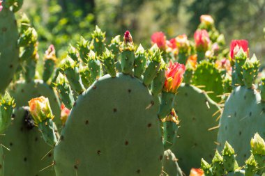 Dikenli bir Armut Kaktüsü (Opuntia) Arizona çölünde, düz dikenli pedlerinde açan pembe ve turuncu çiçeklerle gelişir. Bu çöl kaktüsü bir esneklik sembolüdür. Çiçekleri, Ari 'ye canlı bir renk serpintisi katar.