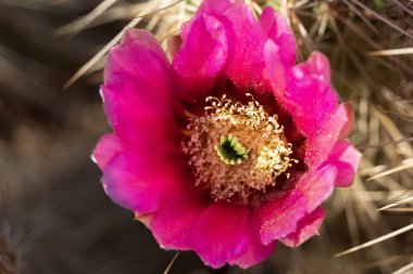 Arizona 'nın Sonoran Çölü' nde açan pembe Kirpi Kaktüsü çiçeğinin göz kamaştırıcı yakın çekimi. Çiçeğin canlı yaprakları eşsiz yeşil bir merkezin etrafını sarar. Hassas bir erkeklik organı ve zıt bir dokuya sahiptir. Çevredeki dikenler cesaretin altını çiziyor.