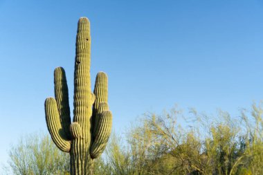 Arizona çöl arazisi üzerindeki bu çarpıcı Saguaro kaktüsleri, çoklu kolları yukarı, canlı mavi gökyüzüne doğru uzanıyor. Kaktüsün kalın, tırtıklı vücudu çöl yaşamının dayanıklılığını sergiliyor. Sıcak ve kuru havaya mükemmel uyum sağlıyor.