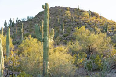 Arizona 'nın Sonoran Çölü' ndeki bir çöl yamacında dimdik duran saguaro kaktüsü sahnenin hakimi. Çöl çalıları ve bitki yaşamlarıyla çevrili kaktüsler gökyüzüne doğru uzanıyor, kolları dışa doğru uzanıyor. Sıcak güneş ışığı her yeri yıkıyor.