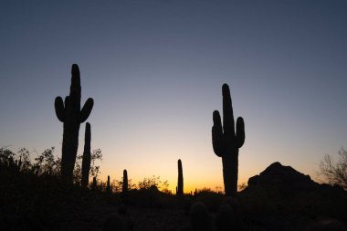 Saguaro kaktüsünün büyüleyici bir silueti Arizona günbatımının çarpıcı renklerine karşı yükseliyor. Batan güneşin yumuşak renkleri ön plandaki uzun ve görkemli kaktüslerle zıtlaşır. Benzersiz şekilleri ikonik bir siluet oluşturur. T