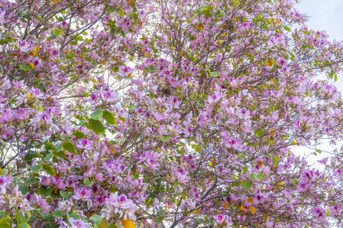 Çiçek açmış bir orkide ağacı, açık mavi gökyüzüne çarpan pembe çiçeklerini sergiliyor. Canlı çiçekler, baharın gelişini müjdeleyerek manzaraya renk getirir. Yeşillik ve sersemletici çiçekleriyle bu ağaç bir resim oluşturuyor.