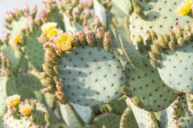 Çöldeki dikenli bir armut kaktüsünün yakın çekimi, kendine özgü yeşil pedleri sarı çiçek kümeleriyle kaplı. Canlı sarı yapraklar pembe tomurcuklarla tamamlanır ve kurak çöl manzarasına güzel bir renk serpintisi eklenir. Bu...